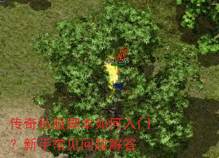 传奇私服脚本如何入门?新手常见问题解答 传奇私服脚本如何入门?新手常见问题解答